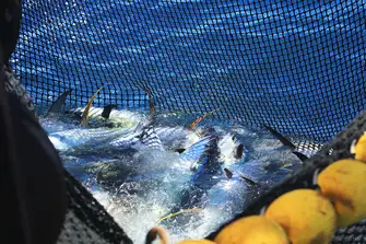 Yellowfin tuna is severely overfished in the Indian Ocean