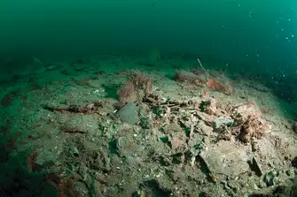 BEFORE Lyme Bay's seabed was so damaged that it was hard to believe that it could ever grow back