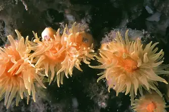 AFTER It took three years to begin to see growth in Lyme Bay, now corals are reestablished