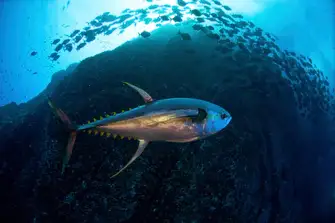 In 2023 Blue Marine will push for the recovery of Indian Ocean yellowfin tuna