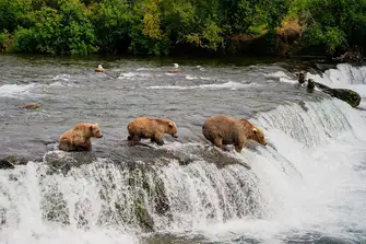 You might be lucky to witness the Alaskan brown bears bathing and hunting