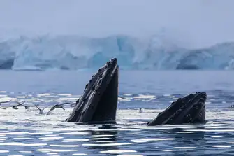 Antarctic Blue Whales are a beautiful sight above and below the waters surface