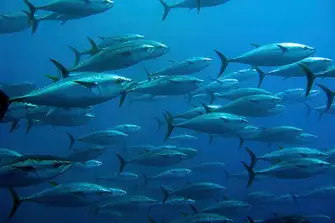 During the winter months the Dubai waters are full of tuna and king mackerel