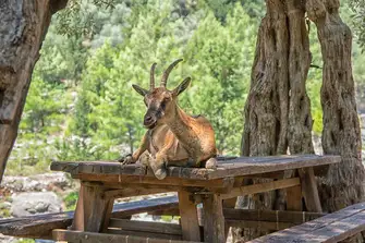 Be observant as Samaria Gorge is known to be rich with wildlife&nbsp;