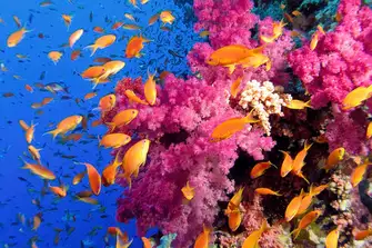Protect and preserve the stunning corals reefs and underwater wildlife by banning single-use plastics on board&nbsp;