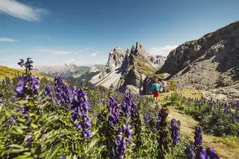Stop and smell the fragrant lavender as you hike up the Dolomite Mountains&nbsp;