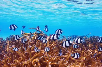 Explore the reefs in the exquisite Maldives&nbsp;