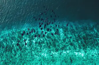 Take the opportunity to witness a&nbsp;squadron&nbsp;manta ray leaping out of the water
