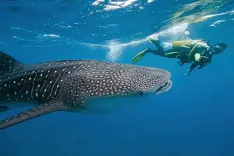 Make memories of a lifetime as you swim alongside whale sharks
