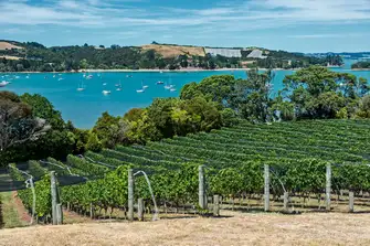 Visit the Waiheke Island vineyards and admire the picturesque view, glass in hand