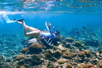 Explore below the surface and swim with various tropical marine life