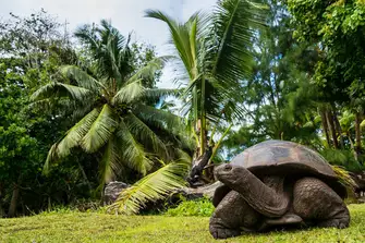 Visit the giant tortoises at Curieuse Marine National Park&nbsp;