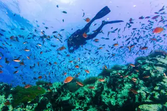 Scuba diving or snorkeling allows you to see Thailand's amazing marine world