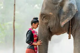 In Phuket you can meet protected elephants at Thailand's first elephant sanctuary